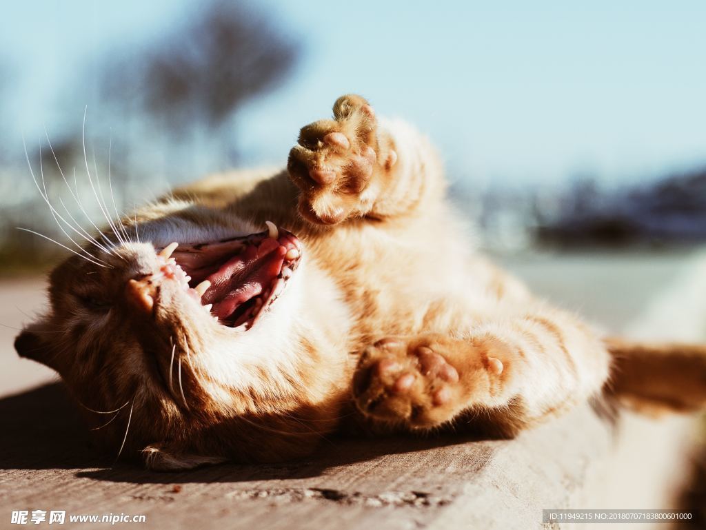 猫摄影图片   宠物写真壁纸