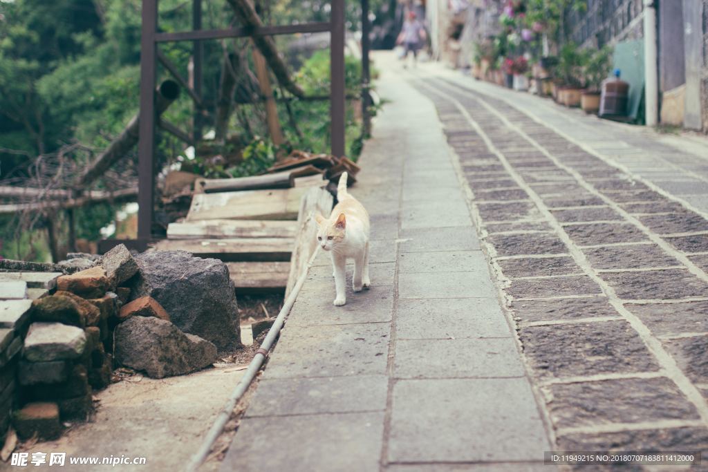 猫摄影图片   宠物写真壁纸