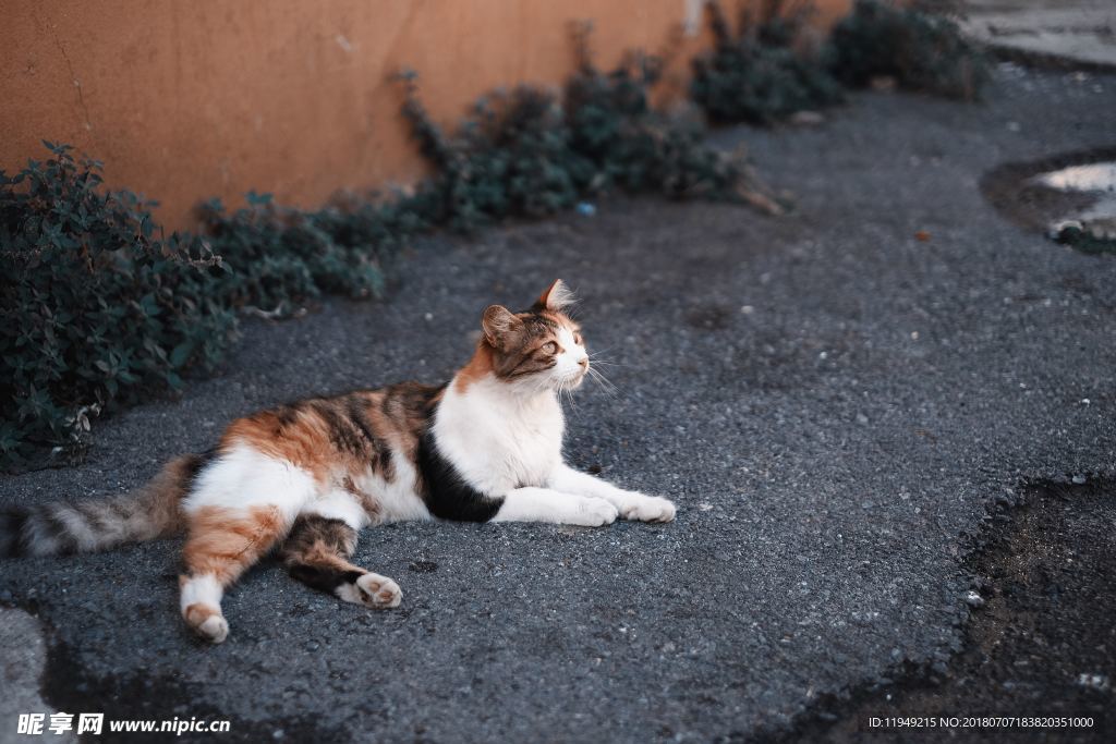 猫摄影图片   宠物写真壁纸