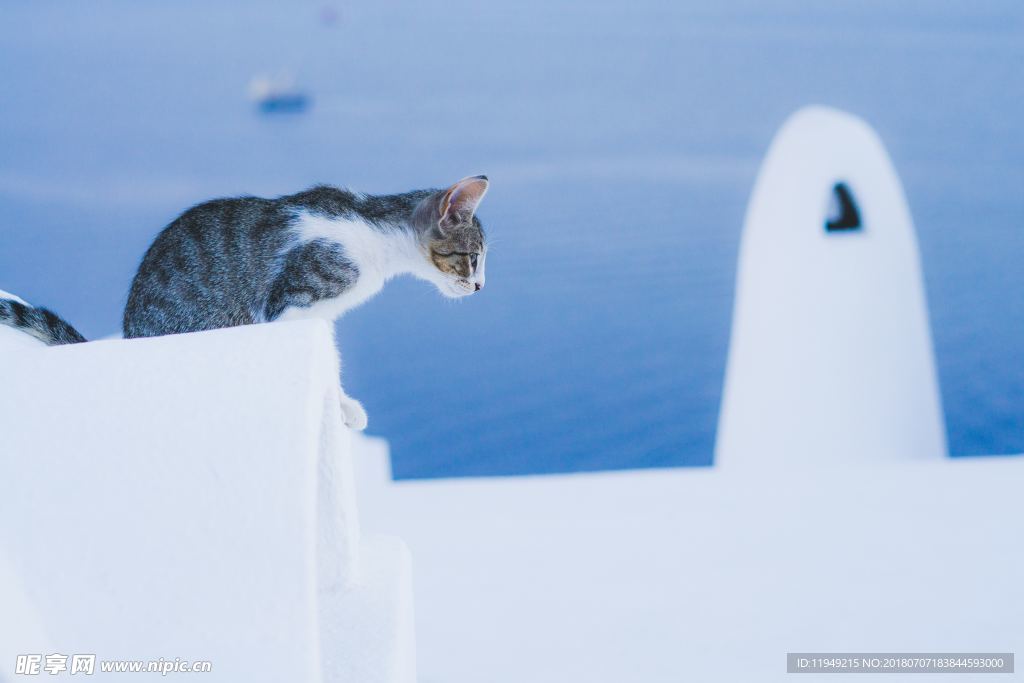 猫摄影图片   宠物写真壁纸