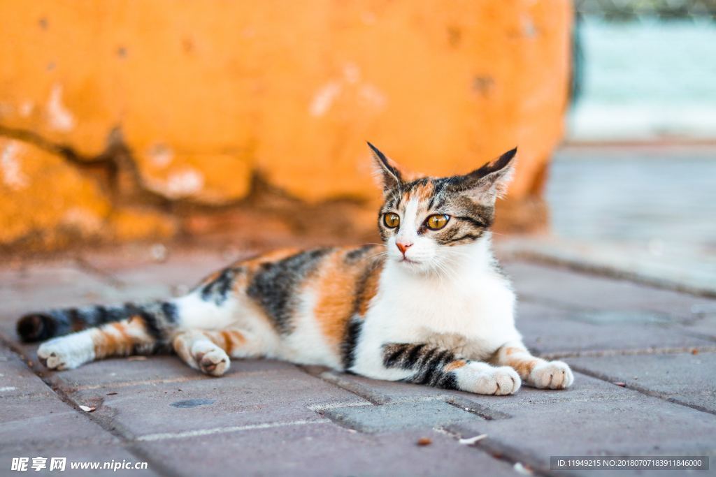 猫摄影图片   宠物写真壁纸