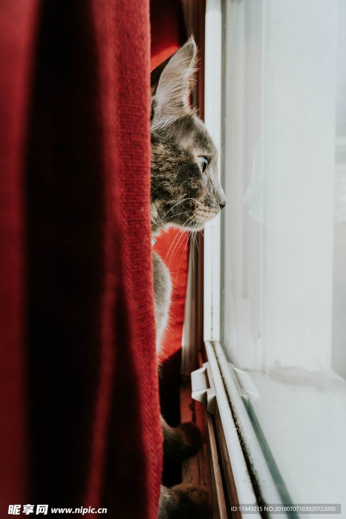 猫摄影图片   宠物写真壁纸