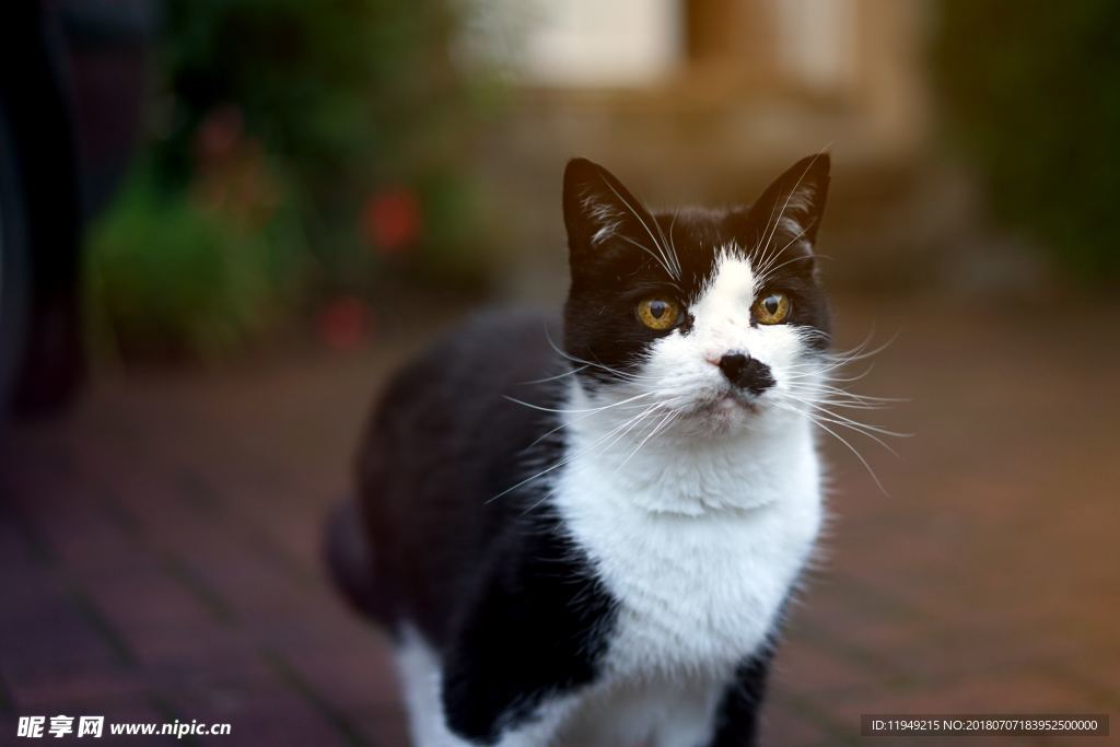 猫摄影图片   宠物写真壁纸