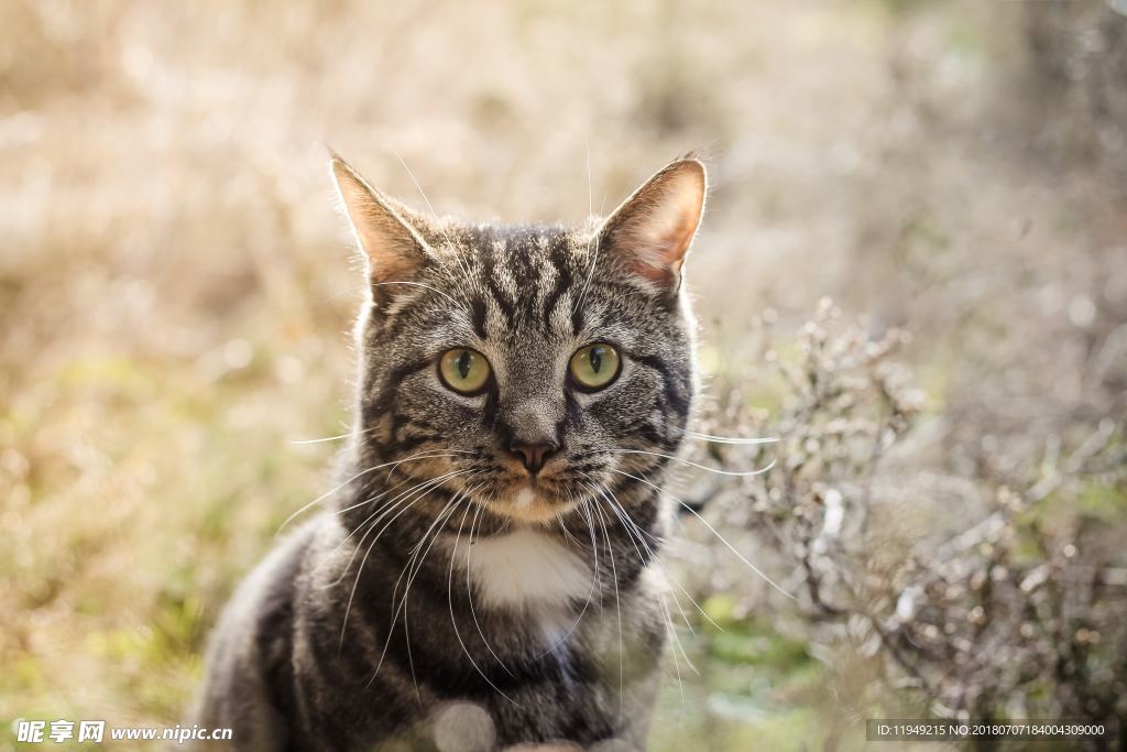 猫摄影图片   宠物写真壁纸