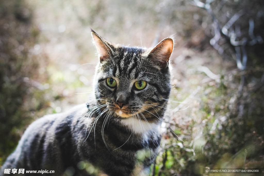 猫摄影图片   宠物写真壁纸