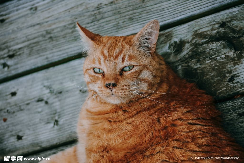 猫摄影图片   宠物写真壁纸