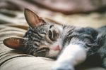 猫摄影图片   宠物写真壁纸