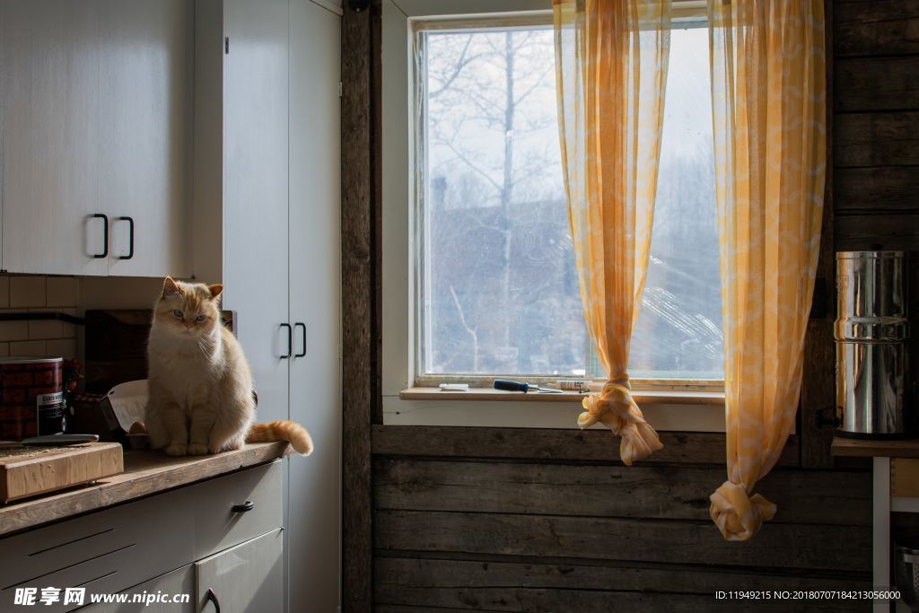 猫摄影图片   宠物写真壁纸