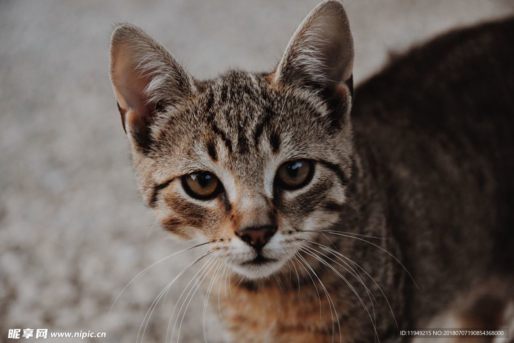 猫摄影图片   宠物写真壁纸