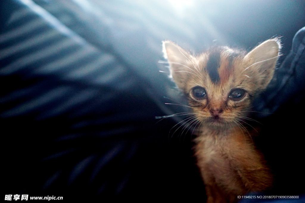 猫摄影图片   宠物写真壁纸