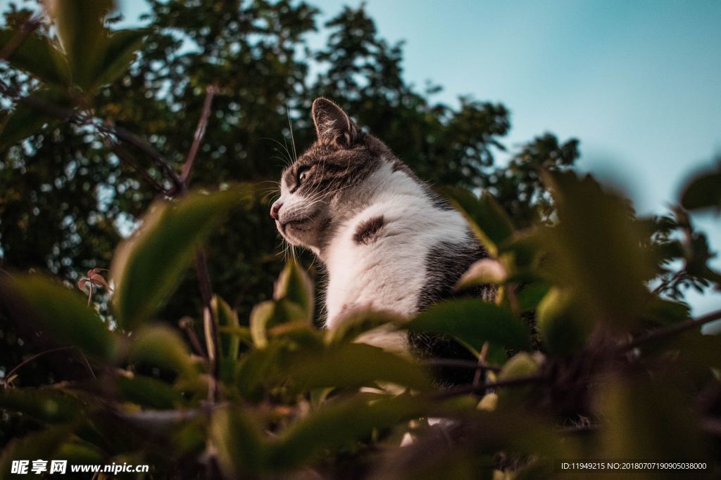 猫摄影图片   宠物写真壁纸