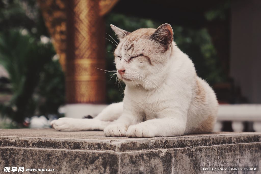 猫摄影图片   宠物写真壁纸