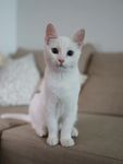 猫摄影图片   宠物写真壁纸