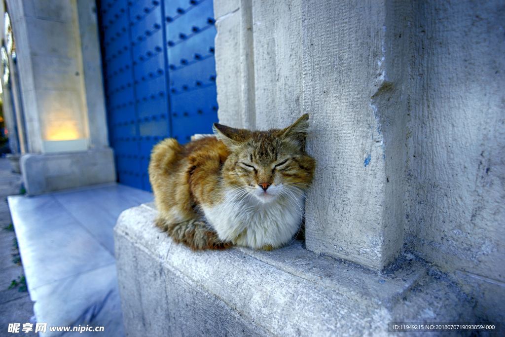 猫摄影图片   宠物写真壁纸