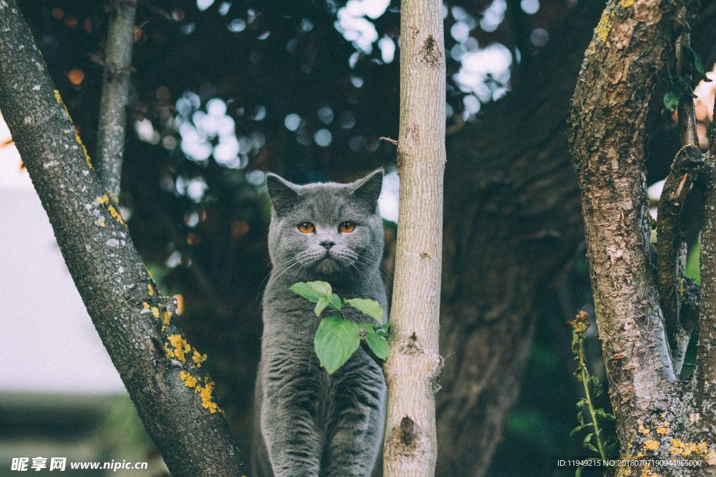 猫摄影图片   宠物写真壁纸