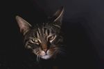 猫摄影图片   宠物写真壁纸