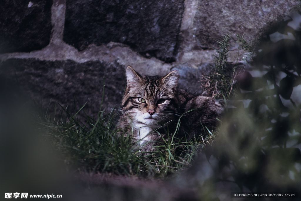 猫摄影图片   宠物写真壁纸