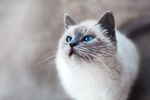 猫摄影图片   宠物写真壁纸