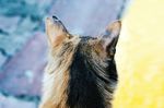 猫摄影图片   宠物写真壁纸