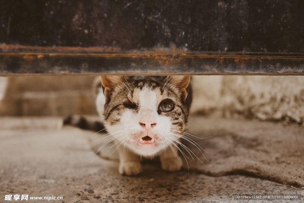 猫摄影图片   宠物写真壁纸