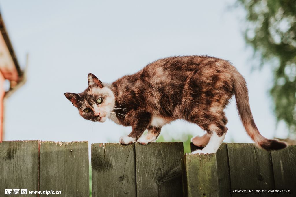 猫摄影图片   宠物写真壁纸