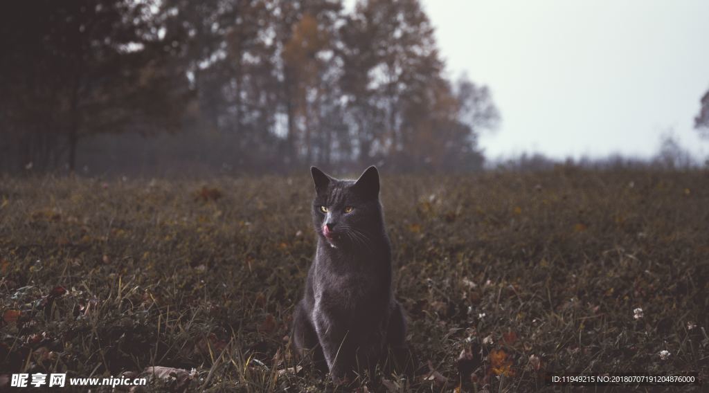 猫摄影图片   宠物写真壁纸