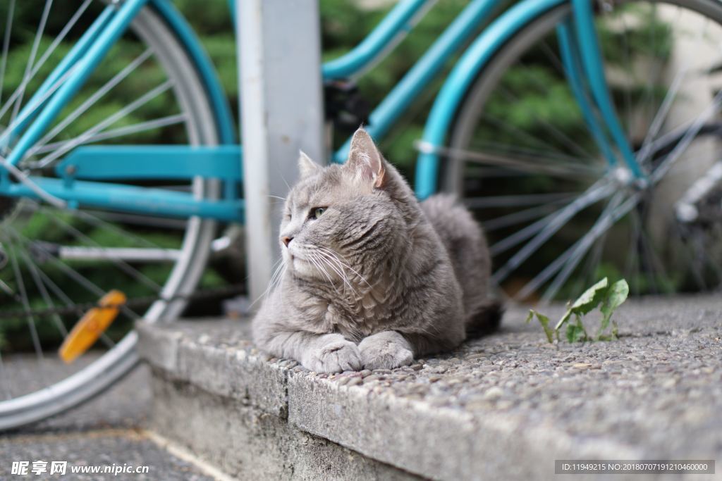 猫摄影图片   宠物写真壁纸