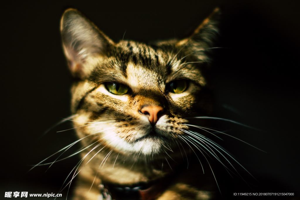 猫摄影图片   宠物写真壁纸