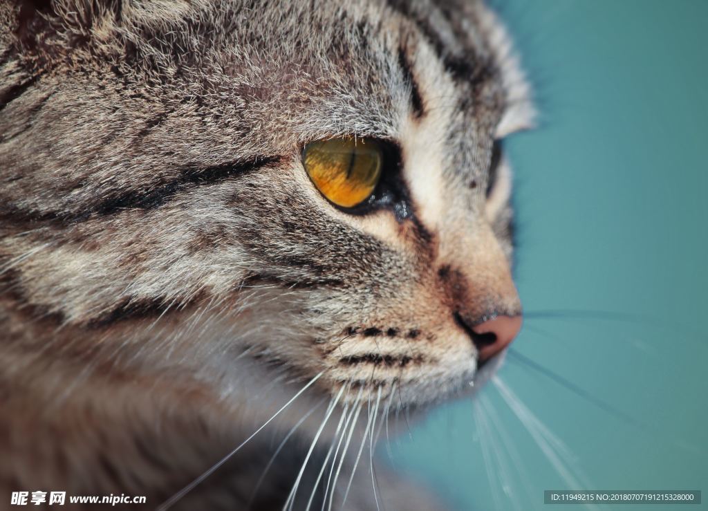 猫摄影图片   宠物写真壁纸