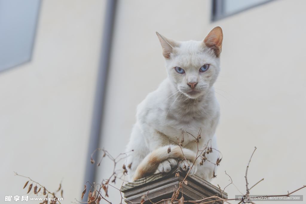 猫摄影图片   宠物写真壁纸