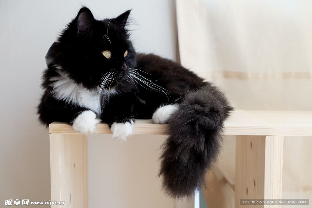 猫摄影图片   宠物写真壁纸