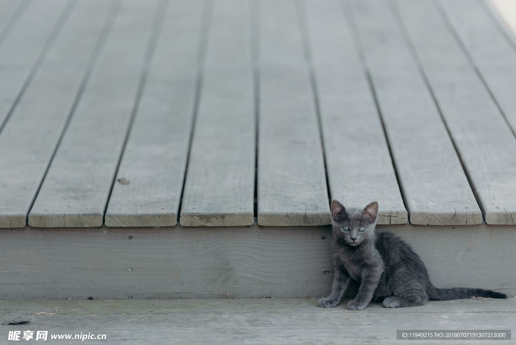 猫摄影图片   宠物写真壁纸