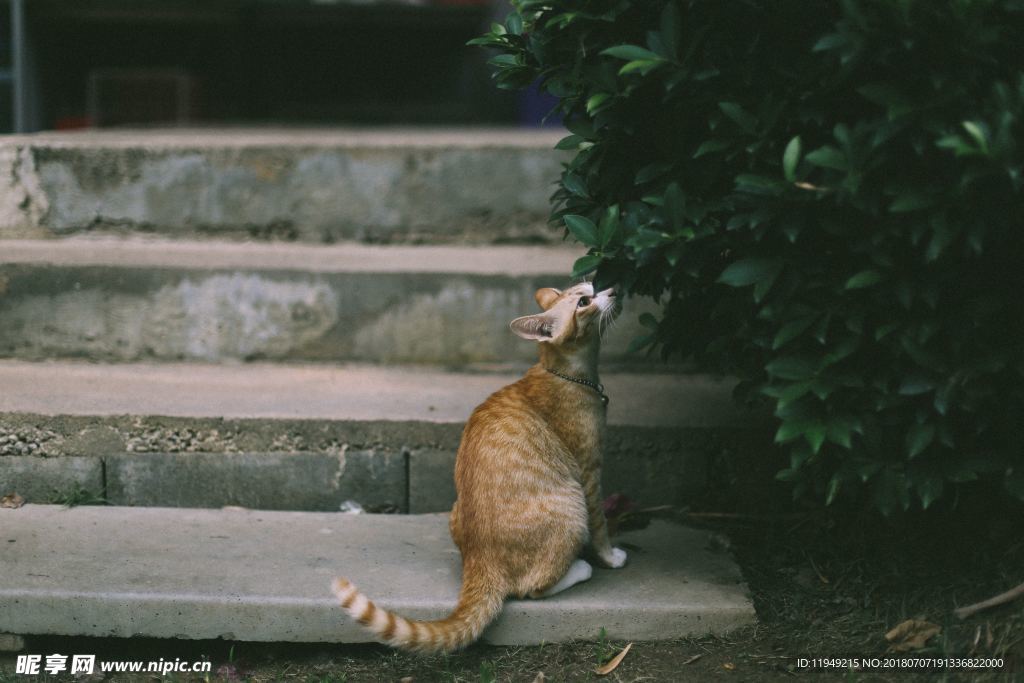 猫摄影图片   宠物写真壁纸