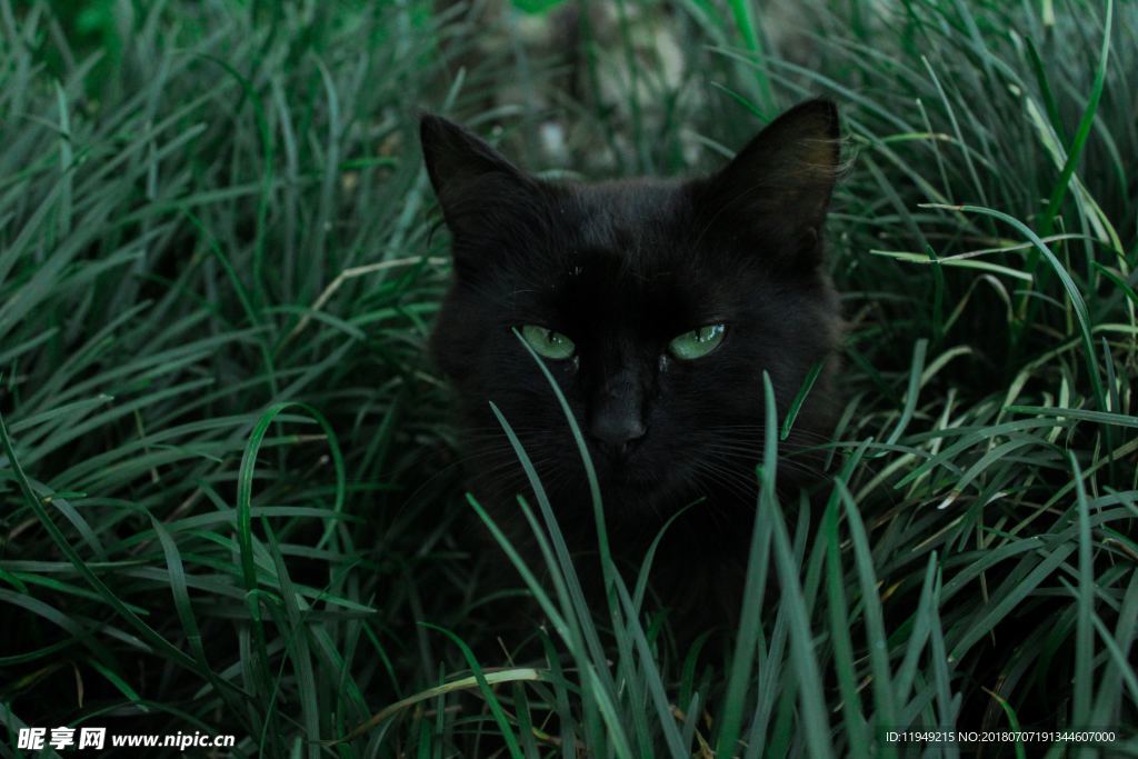 猫摄影图片   宠物写真壁纸