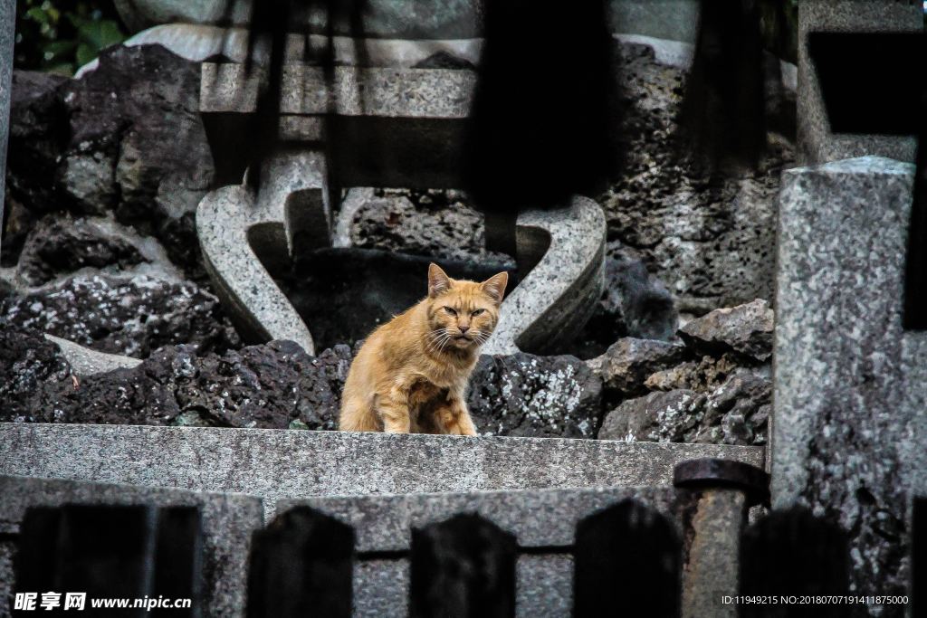 猫摄影图片   宠物写真壁纸