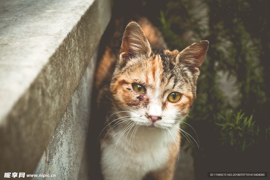 猫摄影图片   宠物写真壁纸