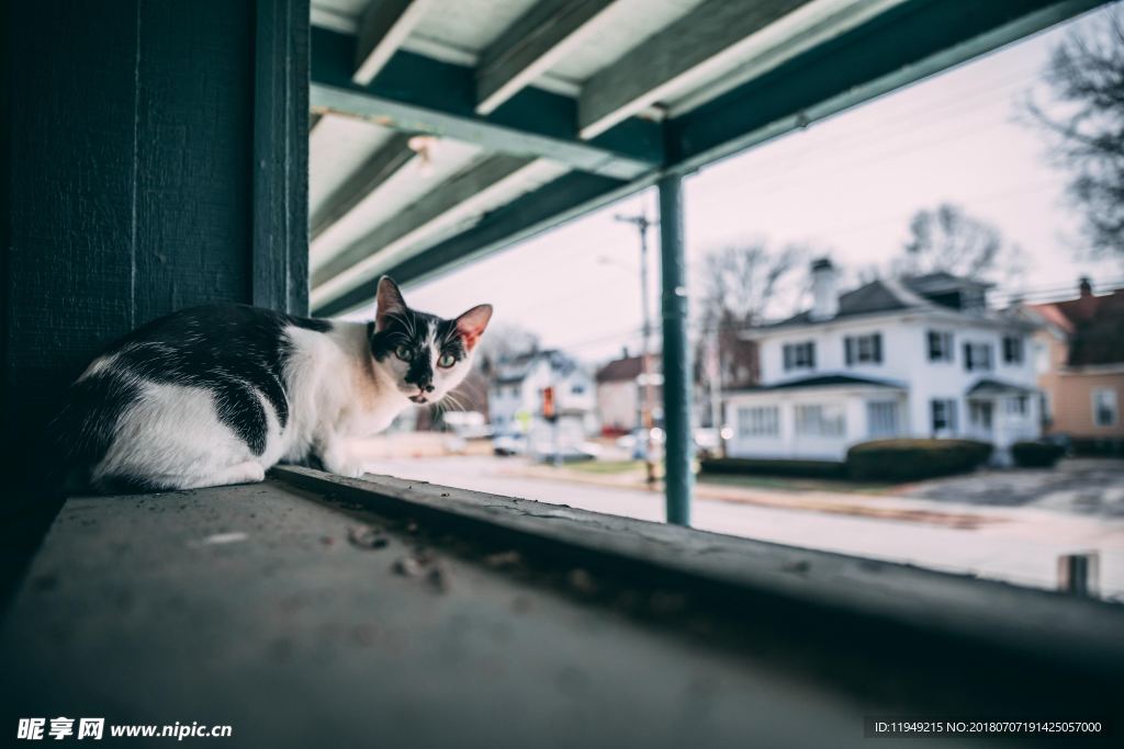 猫摄影图片   宠物写真壁纸