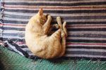 猫摄影图片   宠物写真壁纸