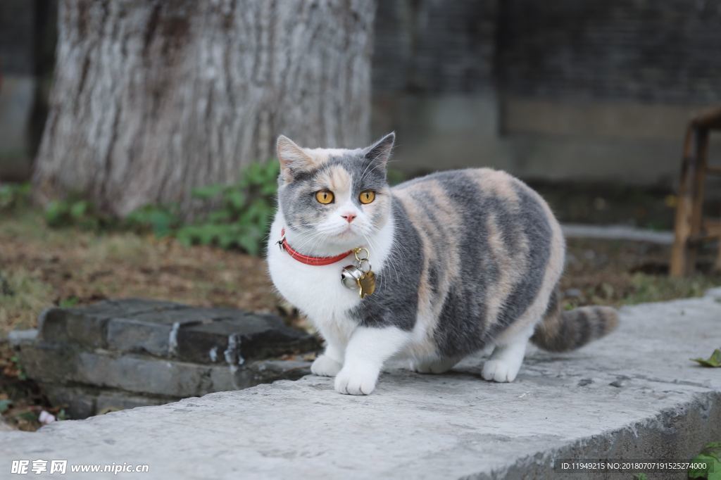 猫摄影图片   宠物写真壁纸