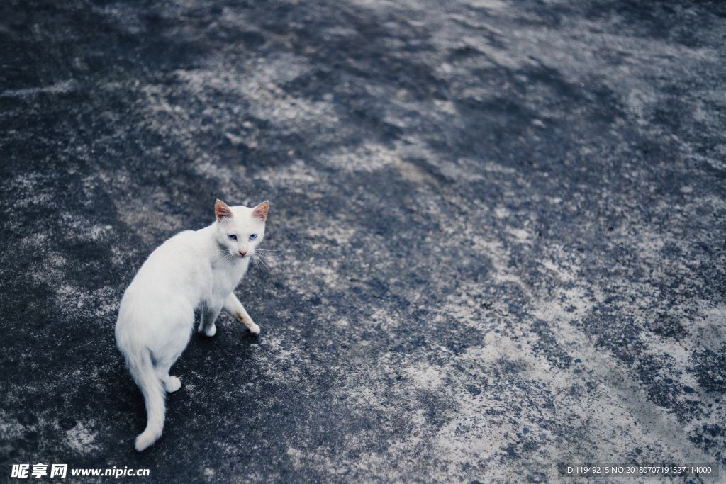 猫摄影图片   宠物写真壁纸