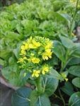 油菜花