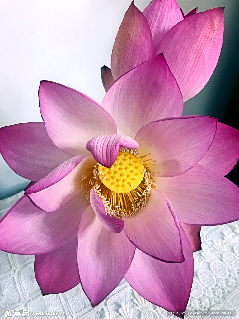 荷花