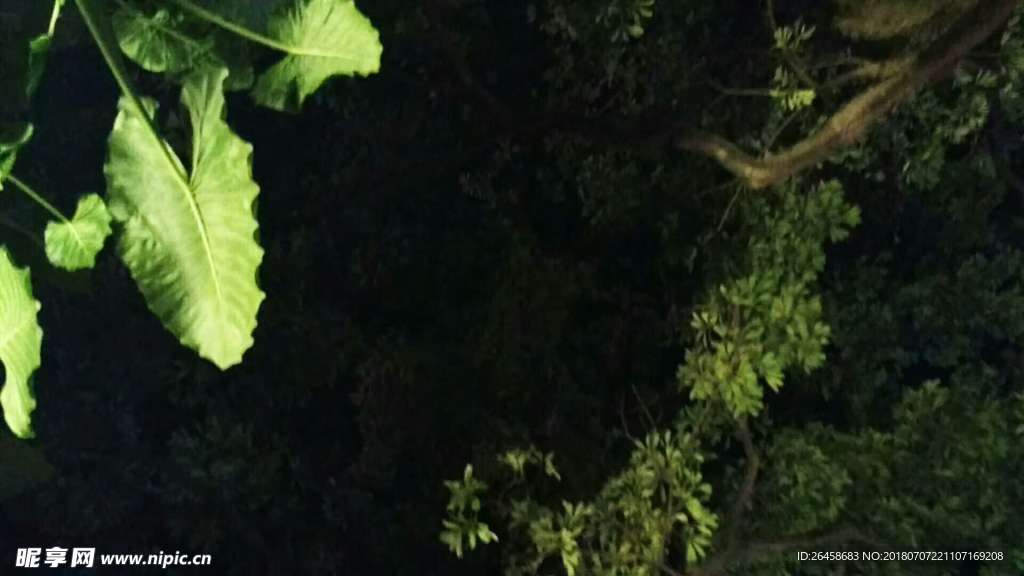 夜晚的树叶