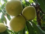 桃子 树 植物   其他 图片