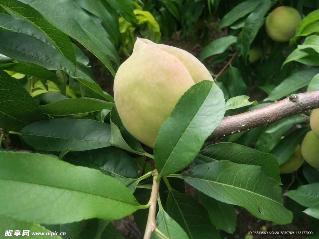 桃子 树 植物  水果