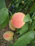 桃子 树 植物   其他 图片