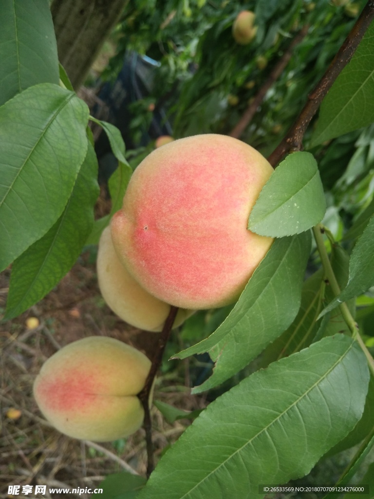 桃子 树 植物   其他 图片
