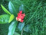 龙船花