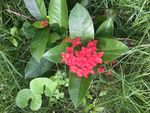 龙船花