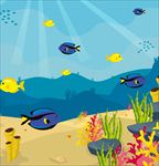 海洋生物图片